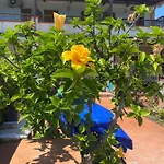 Hibiscus Apartment-casa Per Le Vacanze Vicino Tropea Appartement *