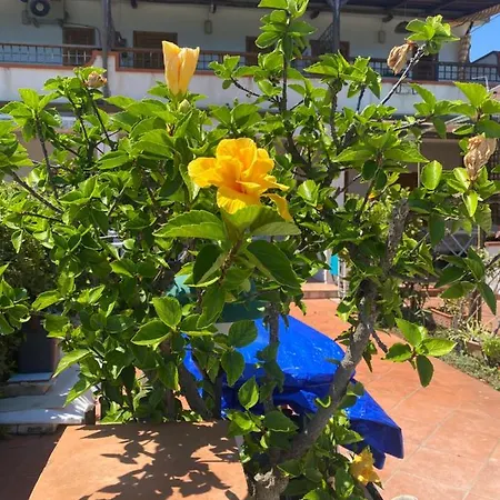 Hibiscus Apartment-casa Per Le Vacanze Vicino Tropea דירה *